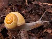 Cepaea hortensisTRÄDGÅRDSSNÄCKA